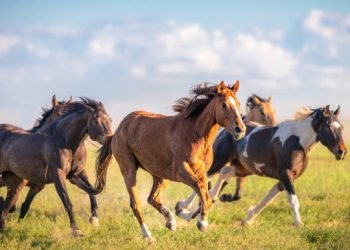 Kuda-kuda Langka Meriahkan Imlek di Taiwan Tahun Ini